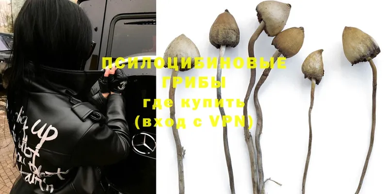 кракен зеркало  Саров  Псилоцибиновые грибы MAGIC MUSHROOMS  как найти  